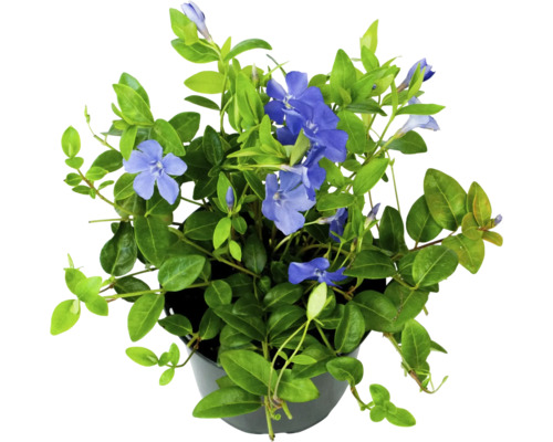 Kleines Immergrün FloraSelf Vinca minor Ø 13 cm Topf Immergrün Pflanze im Topf mit blauen Blüten und grünen Blättern.