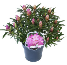 Rhododendron im Topf mit Blütenknospen und Etikett