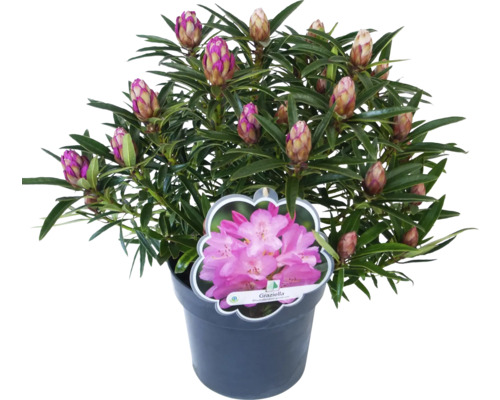 Rhododendron im Topf mit Blütenknospen und Etikett