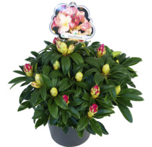 Rhododendron ''Percy Wiseman'' im Topf mit Blütenknospen und Pflanzenetikett