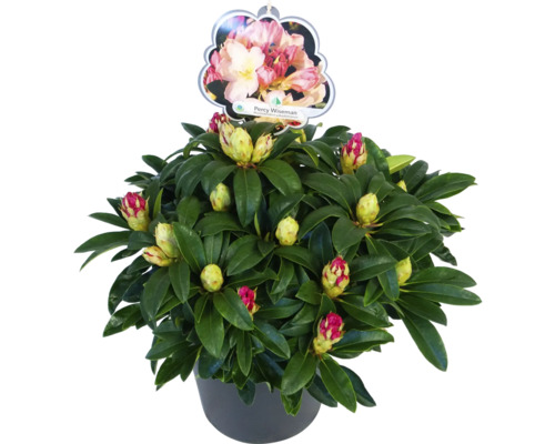 Rhododendron ''Percy Wiseman'' im Topf mit Blütenknospen und Pflanzenetikett