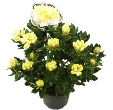 Rhododendron ''Goldkrone'' im Topf mit gelben Blüten
