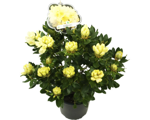 Rhododendron ''Goldkrone'' im Topf mit gelben Blüten