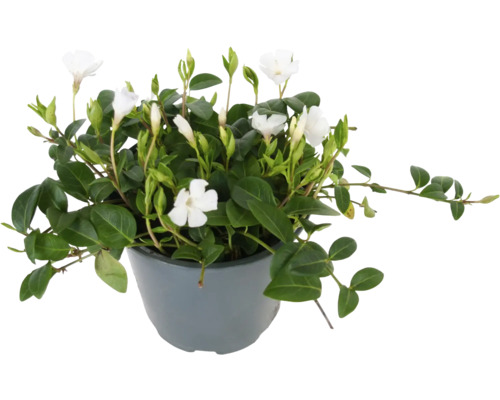 Weißes Immergrün FloraSelf Vinca minor 'Alba' Ø 13 cm Topf Weißes Immergrün FloraSelf Vinca minor 'Alba' Ø 13 cm Topf