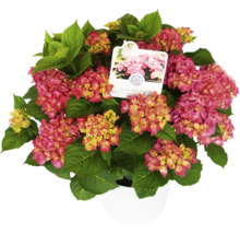 Ballhortensie im Topf mit pinkfarbenen Blüten und grünen Blättern