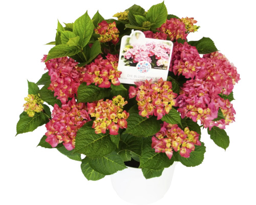 Ballhortensie im Topf mit pinkfarbenen Blüten und grünen Blättern