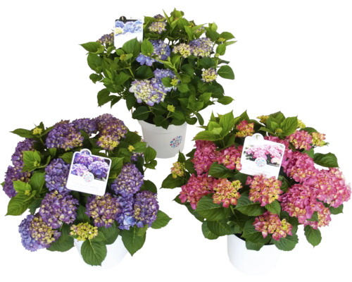 Drei Hortensien in Töpfen