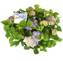 Hydrangea Pflanze mit blau-gelben Blüten und grünen Blättern im Topf