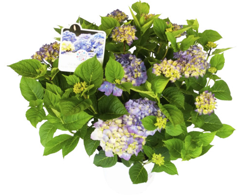 Hydrangea Pflanze mit blau-gelben Blüten und grünen Blättern im Topf
