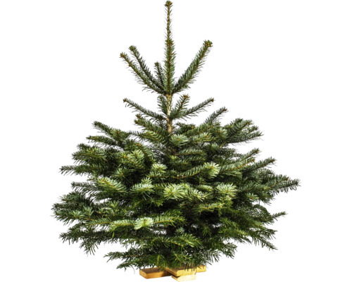 Nordmanntanne auf Holzkreuz H 150-175 cm geschlagener Weihnachtsbaum aus nachhaltigem Anbau