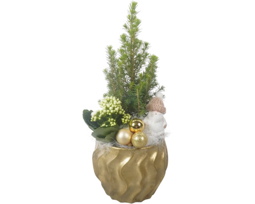 Zimmerpflanzen Arrangement FloraSelf Ø 15 cm Topf Wave goldfarben Mini Weihnachtsbaum