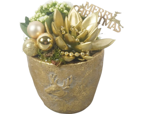 Zimmerpflanzen Arrangement FloraSelf Ø 15 cm Topf goldfarben