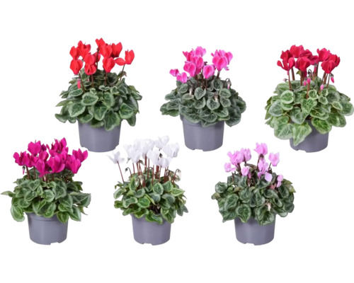 Zimmer-Alpenveilchen Mix Silberblatt FloraSelf Cyclamen H 20-25 cm Ø 10,5 cm Topf Verschiedenfarbige Alpenveilchen in Töpfen
