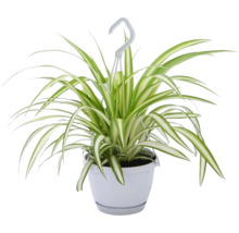 Grünlilie Ampeltopf FloraSelf Chlorophytum comosum 'Variegatum' H ca. 25 cm Ø 12 cm Topf