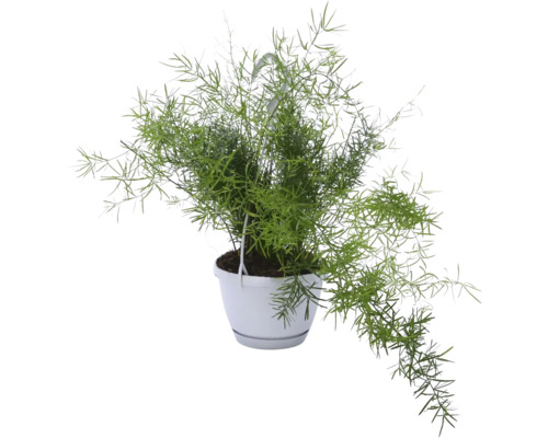 Zierspargel Ampeltopf FloraSelf Asparagus sprengeri Ø 12 cm Topf Blumenampel Set Zimmerpflanze Asparagus in einem Hängetopf