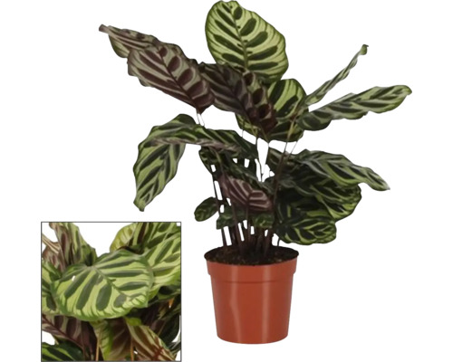 Korbmarante FloraSelf Calathea 'Makoyana' H ca. 50 cm Ø 14 cm Topf