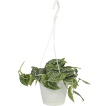 Efeutute Ampeltopf FloraSelf Scindapsus pictus H ca. 17 cm Ø 12 cm Topf
