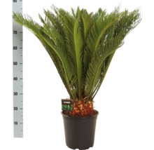 Palmfarn, Sagopalmfarm FloraSelf Cycas revoluta H ca. 90 cm Ø 24 cm Topf