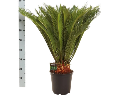 Palmfarn, Sagopalmfarm FloraSelf Cycas revoluta H ca. 90 cm Ø 24 cm Topf