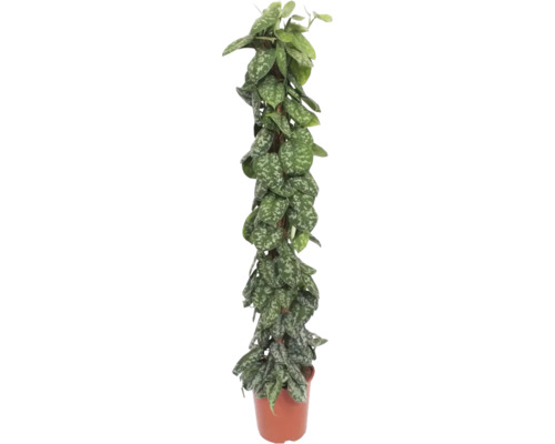 Gefleckte Efeutute Moosstab FloraSelf Scindapsus Trebie H ca. 150 cm Ø 27 cm Topf Scindapsus Zimmerpflanze auf einem Moosstab im Topf