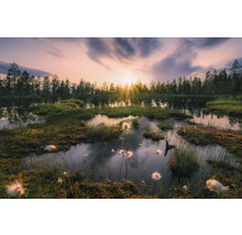 Moorlandschaft bei Sonnenaufgang mit Bäumen und Vegetation