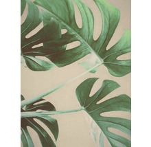 Nahaufnahme von Monstera Blättern