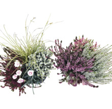 Herbstliche Bepflanzung mit Heidekraut und Ziergräsern