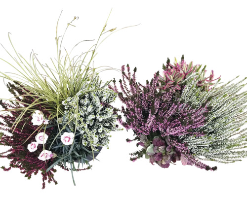 Heidemix FloraSelf Heidekaiser Ø 23 cm Topf/Schale 4 Pflanzen je Topf sortiert Herbstliche Bepflanzung mit Heidekraut und Ziergräsern