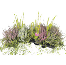Arrangement aus Besenheide, Drahtwein und einer Blüte in einem schwarzen Pflanzgefäß.