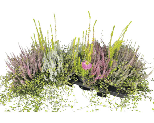 Arrangement aus Besenheide, Drahtwein und einer Blüte in einem schwarzen Pflanzgefäß.