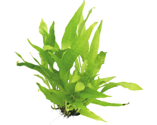 Aquarienpflanze mit länglichen, grünen Blättern