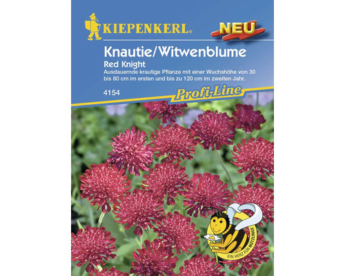 Knautie/ Witwenblume Red Knight Kiepenkerl Samenfestes Saatgut Blumensamen