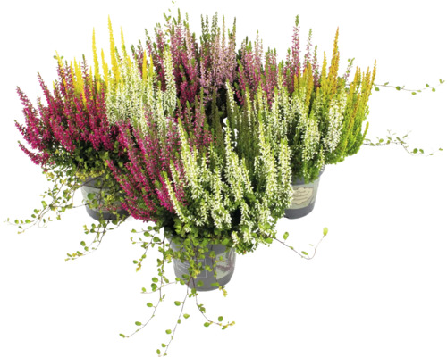 Heidemix Herbstpflanzen FloraSelf Ø 10,5 cm Topf Calluna x Mühlenbeckia Mix