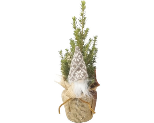 Zuckerhutfichte 'Conica' Wichtel Jutesack FloraSelf H 30-35 cm T 9 cm verschiedenen Farben Zuckerhutfichte 'Conica' Wichtel Jutesack FloraSelf H 30-35 cm T 9 cm verschiedenen Farben