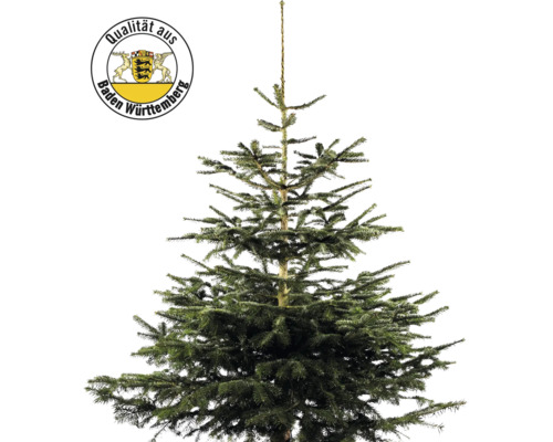 Nordmanntanne Baden-Württemberg H 150-200 cm, frisch geschlagener Weihnachtsbaum Nordmanntanne mit Siegel für Qualität aus Baden-Württemberg