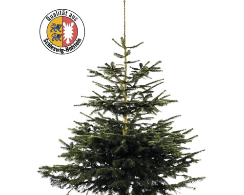 Nordmanntanne Schleswig-Holstein H 150-200 cm, frisch geschlagener Weihnachtsbaum Nordmanntanne mit Qualitätssiegel aus Schleswig-Holstein