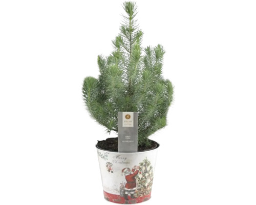 Pinie 'Silver Crest' in Zink Santa FloraSelf H 45-50 cm T 17 cm