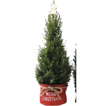 Zuckerhutfichte 'Conica' Bag Xmas H 90-100 cm Ø 26 cm Topf Mini Weihnachtsbaum zur Pflanzung geeignet