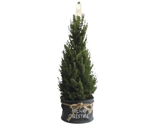 Zuckerhutfichte 'Conica' H 90-100 cm T 26 cm Zuckerhutfichte 'Conica' H 90-100 cm T 26 cm