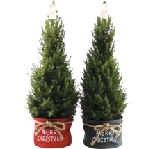 Zuckerhutfichte 'Conica' Bag Xmas H 90-100 cm Ø 26 cm Topf Mini Weihnachtsbaum zur Pflanzung geeignet