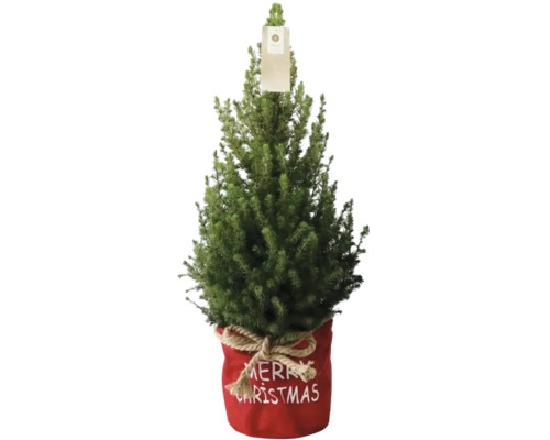 Zuckerhutfichte in duo Bag FloraSelf H 60-70 cm T 17 cm Zuckerhutfichte in duo Bag FloraSelf H 60-70 cm T 17 cm