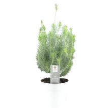 Pinie 'Silver Crest' FloraSelf H 45-50 cm T 17 cm Topf farbig