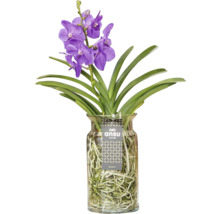 Vanda-Orchidee in Glasvase