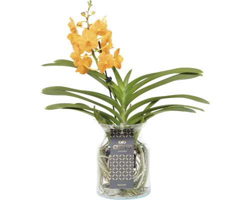 Orchidee-Vanda im Glas FloraSelf Vanda coerulea kleinblütig