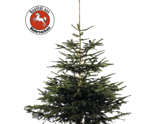 Nordmanntanne Niedersachsen H 150-200 cm, frisch geschlagener Weihnachtsbaum "Nordmanntanne mit dem Siegel ""Qualität aus Niedersachsen"""
