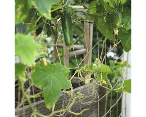 Gurkenpflanze mit reifen Gurken an einem Spalier