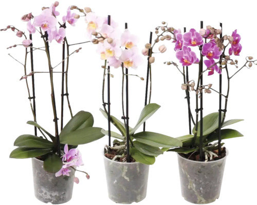 Schmetterlingsorchidee Multi Mix FloraSelf Phalaenopsis multiflora H 50-55 cm Ø 12 cm Topf 3 Rispen