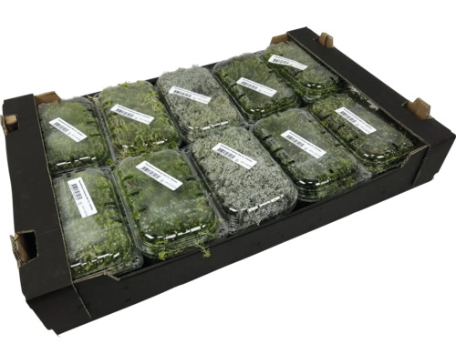 Moosplatten in einer Box