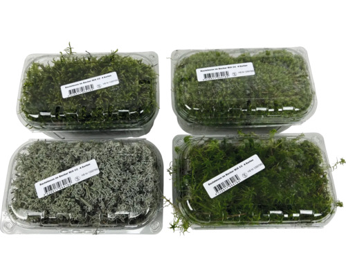 Bastelmoos in Becher in verschiedenen Sorten echtes Moos für Dekorationen Vier Schalen mit Bastelmoos, verschiedene Sorten