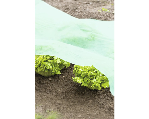 Salatpflanzen im Garten unter einem Pflanzenschutzvlies